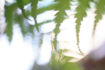 Humanist Funeral Ceremonies